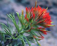 Castilleja covilleana