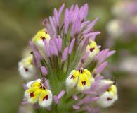 Castilleja densiflora