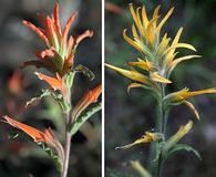 Castilleja disticha