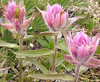 Castilleja elegans