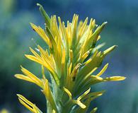 Castilleja flava