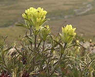 Castilleja hyperborea