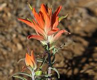 Castilleja integra