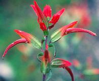 Castilleja integrifolia