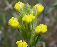 Castilleja lacera