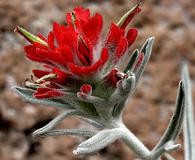 Castilleja lanata