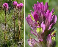 Castilleja lemmonii