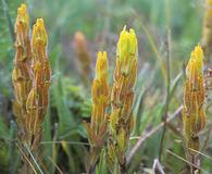 Castilleja levisecta