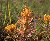 Castilleja lindheimeri