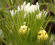 Castilleja lineariloba