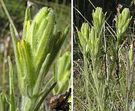 Castilleja lineata