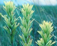 Castilleja lutescens