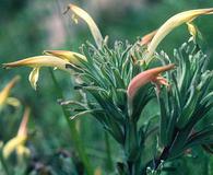 Castilleja mexicana