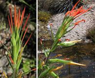 Castilleja minor