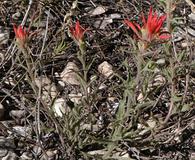 Castilleja montigena