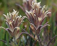 Castilleja nana