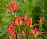 Castilleja nelsonii