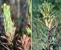 Castilleja oresbia