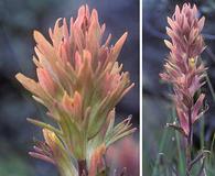 Castilleja pallescens