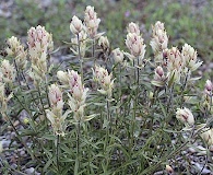 Castilleja pallida