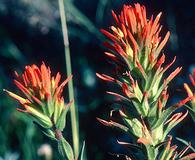 Castilleja peckiana