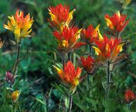 Castilleja peirsonii