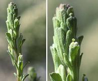 Castilleja plagiotoma