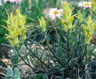 Castilleja puberula