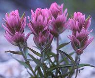 Castilleja revealii