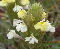 Castilleja rubicundula