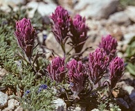 Castilleja rubida