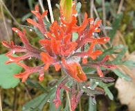 Castilleja salaisolaveae