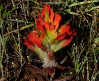 Castilleja saltensis