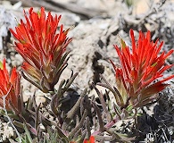 Castilleja scabrida