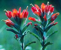 Castilleja scorzonerifolia