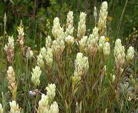 Castilleja septentrionalis