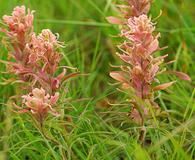 Castilleja sessiliflora