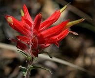 Castilleja tenuiflora