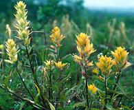 Castilleja unalaschcensis