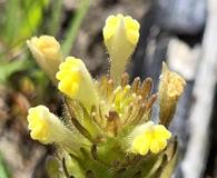 Castilleja victoriae