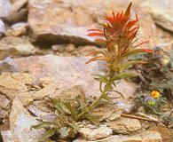 Castilleja viscidula