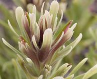 Castilleja xanthotricha