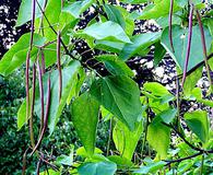 Catalpa bignonioides