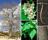 Catalpa speciosa