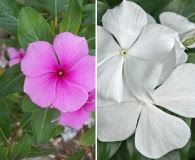 Catharanthus roseus