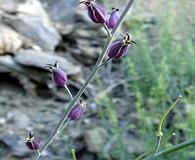 Caulanthus amplexicaulis