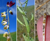 Caulanthus californicus