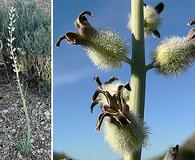 Caulanthus crassicaulis