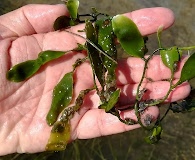 Caulerpa prolifera