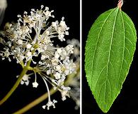 Ceanothus americanus